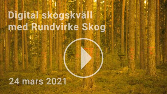 Skogskväll