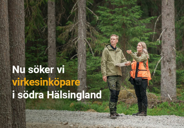 Rundvirke Skog söker virkesinköpare i södra Hälsingland