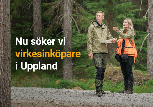 Rundvirke Skog söker virkesinköpare i Uppland