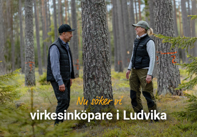 Rundvirke Skog söker virkesinköpare i Ludvika