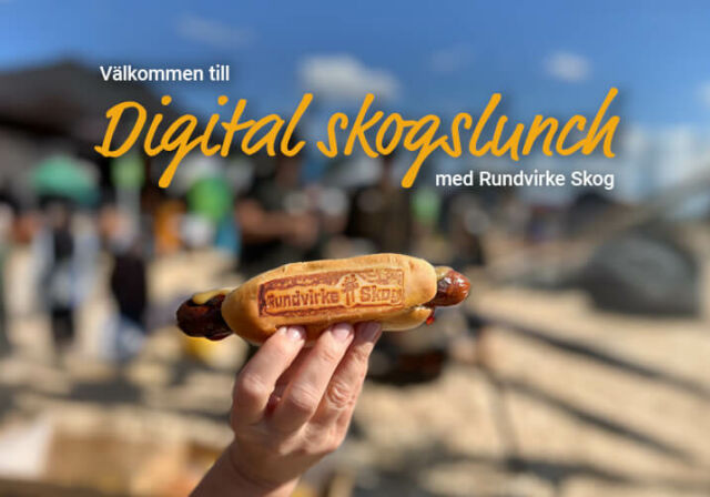 Välkommen till Digital skogslunch med Rundvirke Skog – hela november!