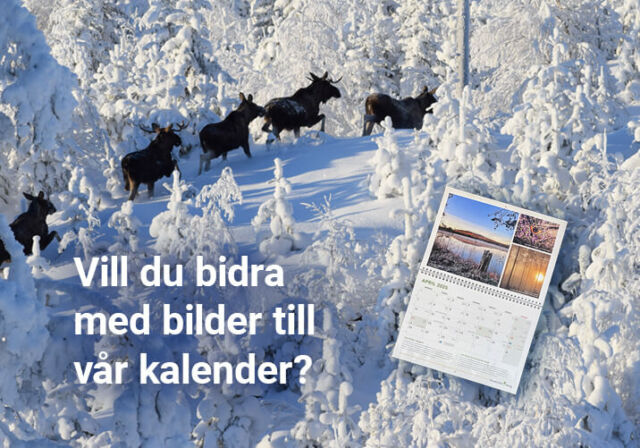 Vill du bidra med bilder till Rundvirke Skogs kalender för 2026?