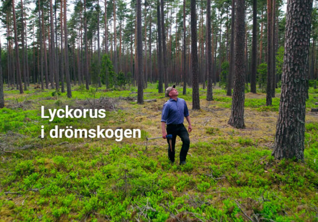 Följ med vår lyckorusiga virkesutsynare Tomas Birgersson ut i drömskogen