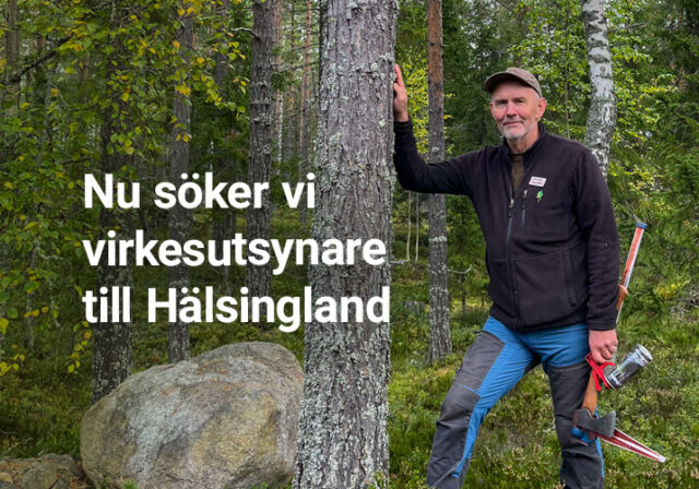 Rundvirke Skog söker virkesutsynare till Hälsingland